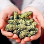 Aplicaciones terapéuticas del cannabis de Dinafem
