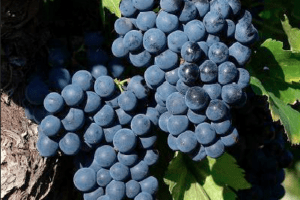 viñedos asombrosos cercanos a Barcelona