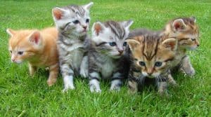 5 Curiosidades de los animales