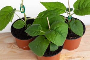 planta de kiwi