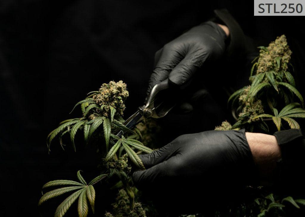 person in black leather gloves holding green plant