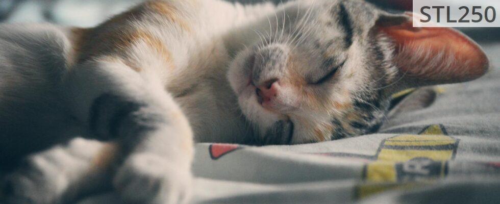 durmiendo