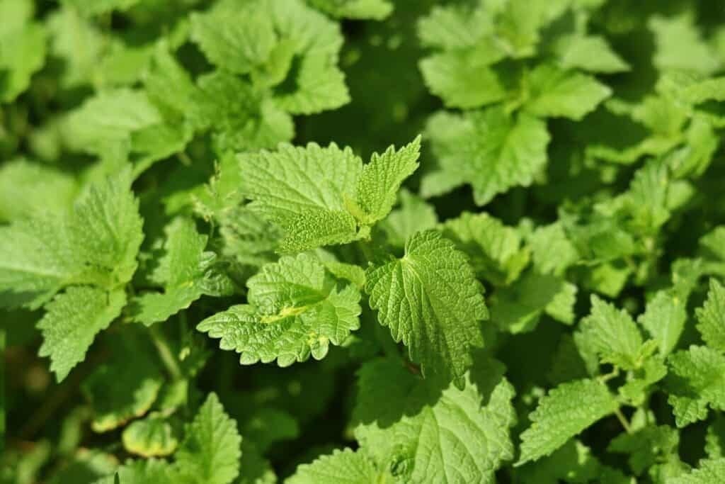 Hierbas aromáticas en la cocina: cuáles usar